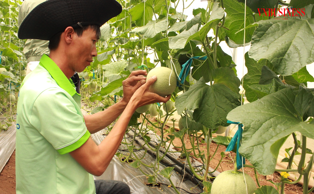 Việc chuyển đổi sang nông nghiệp sinh thái, nông nghiệp bền vững đang trở thành chiến lược hành động “cất cánh” cho các HTX, doanh nghiệp tiên phong trong ngành hàng nông sản Việt.