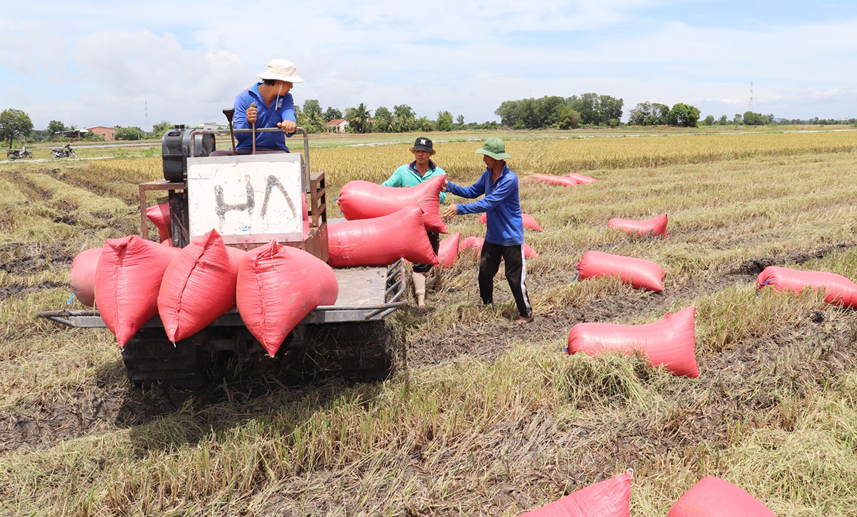 Tư duy sản xuất của nông dân, HTX ở Tây Ninh chuyển biến mạnh mẽ.
