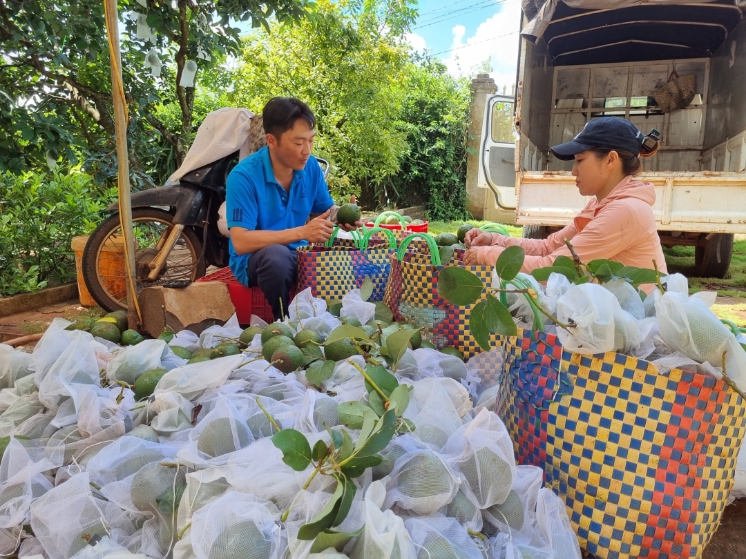 Bơ là loại trái cây vỏ mỏng, mềm, dễ dập nên cần khâu bảo quản và nghiên cứu giống phù hợp để xuất khẩu.
