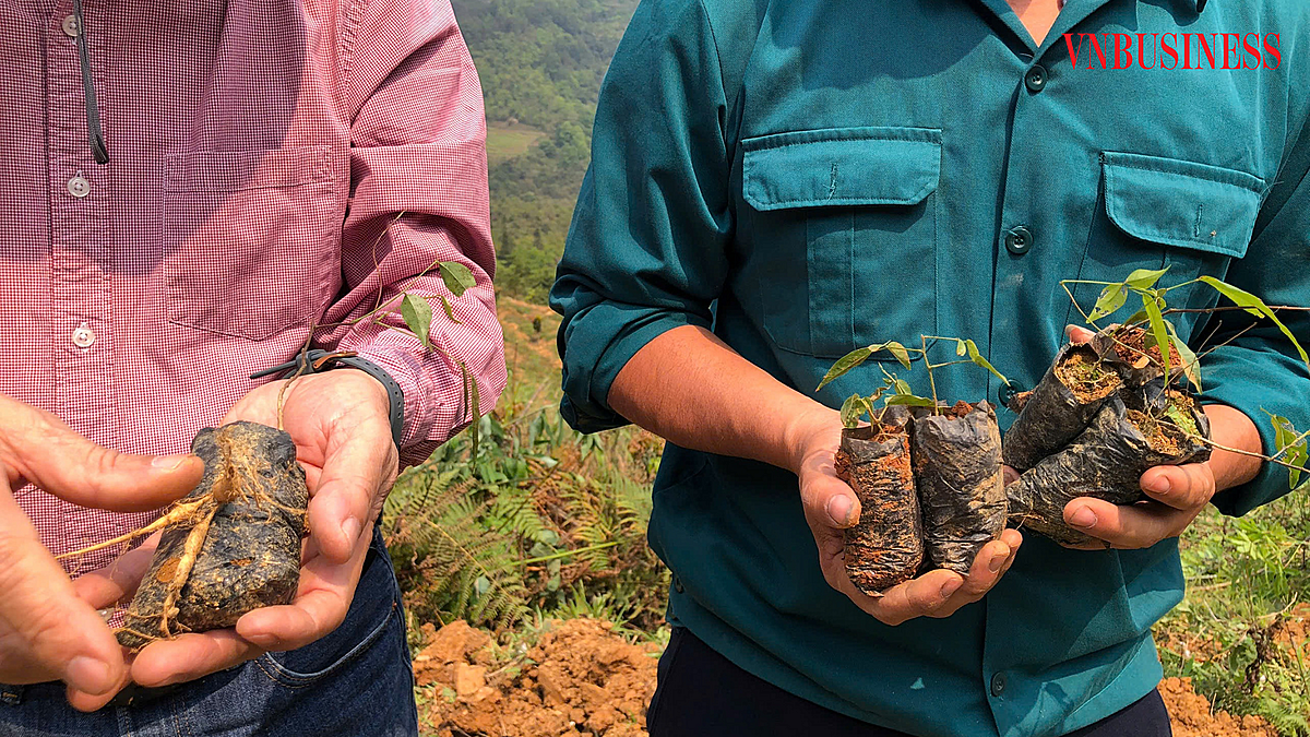 Những cây sâm giống được bà con nâng niu với niềm tin về tương lai tươi sáng.