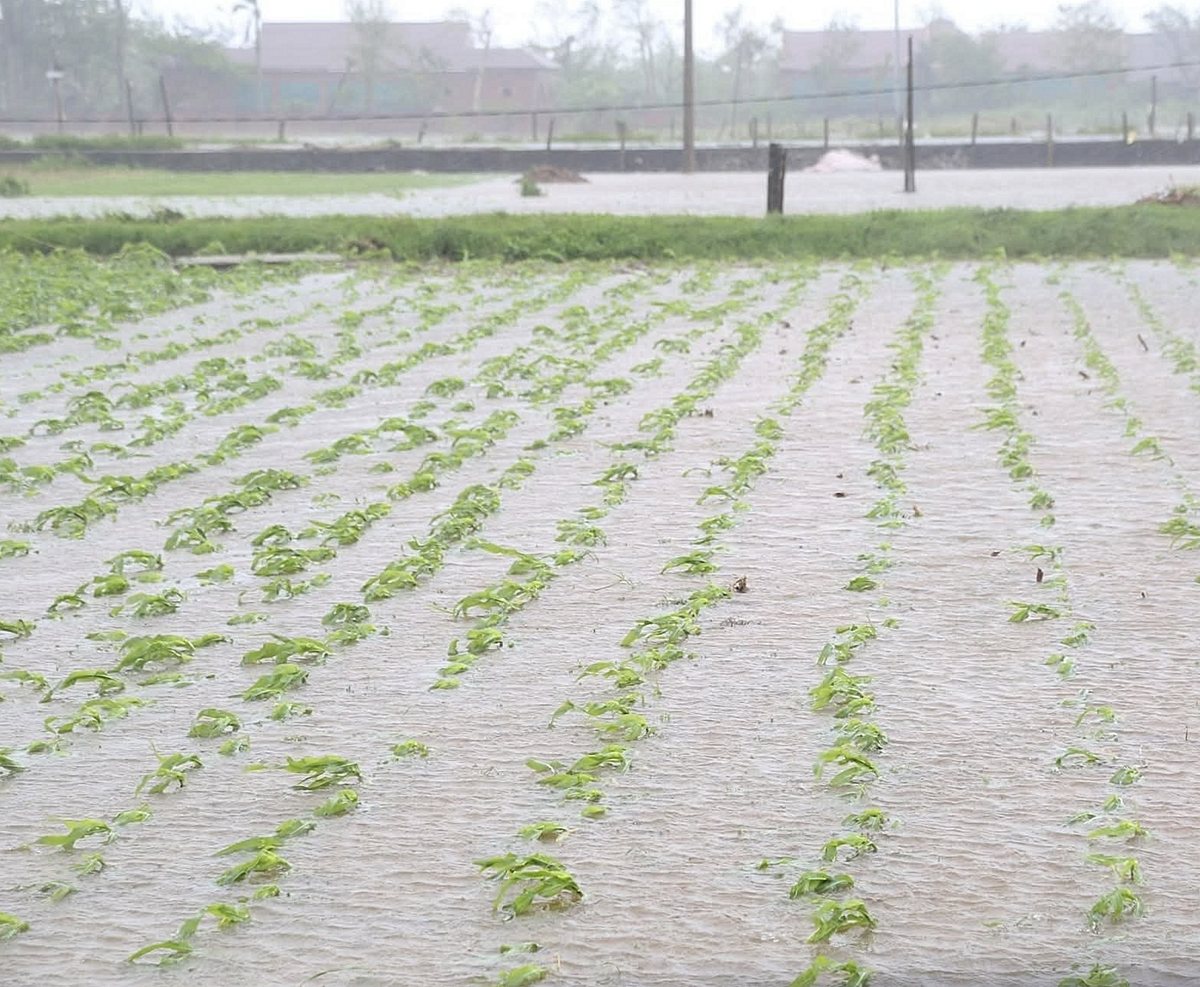 Hàng chục nghìn ha lúa và hoa màu bị ngập, thiệt hại sau bão và mưa lũ sau bão.