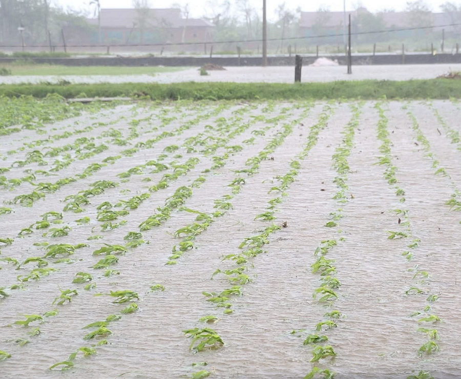 Hàng chục nghìn ha lúa và hoa màu bị ngập, thiệt hại sau bão và mưa lũ sau bão.