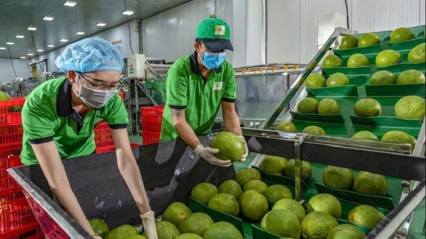 Quả bưởi là loại quả thứ 8 của Việt Nam được phép vào Úc &lpar;sau thanh long, xoài, nhãn, chôm chôm, vải, vú sữa và chanh leo&rpar;.