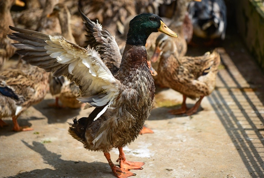 Hỗ trợ cây-con giống và kiến thức là một trong những giải pháp hữu hiệu giúp người dân, thành viên HTX giảm nghèo hiệu quả.