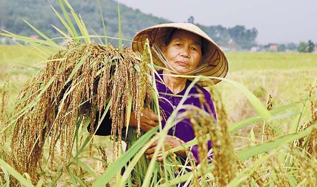 Mô hình liên kết sản xuất gạo nếp hạt cau đang giúp người dân nâng cao thu nhập.