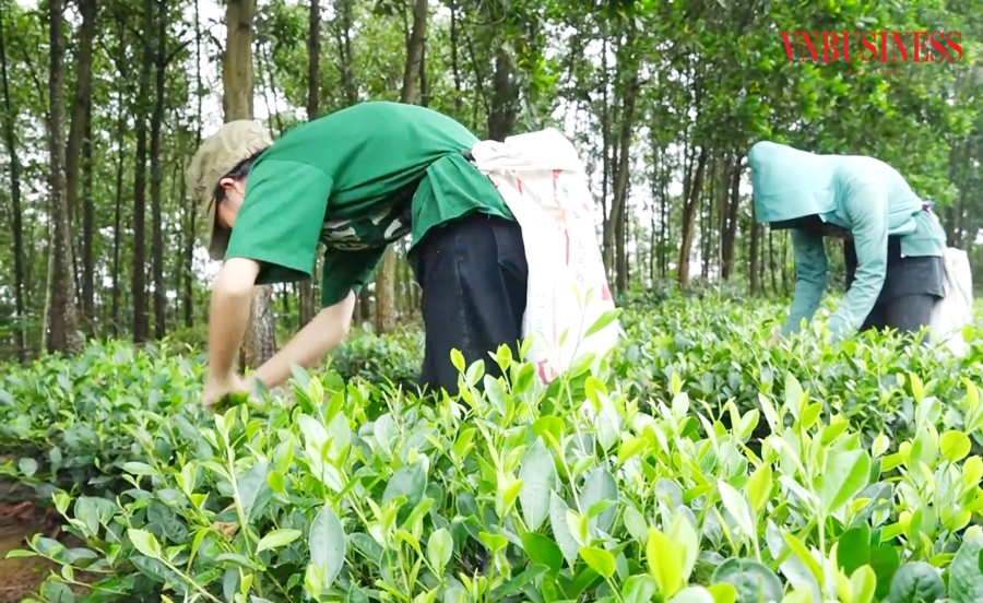 Nông sản thế mạnh giúp nông dân Tuyên Quang thoát nghèo, làm giàu.