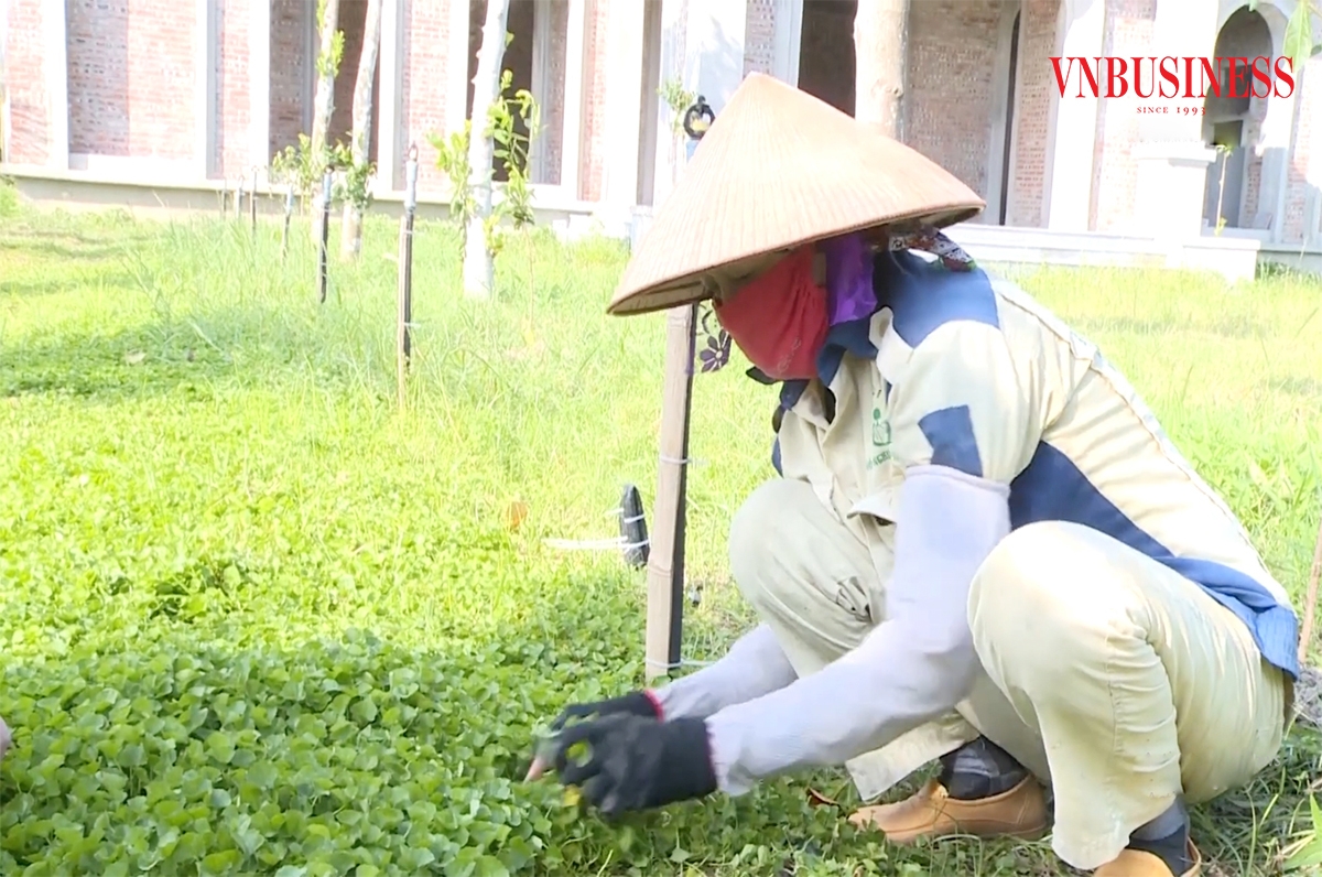 Những chuyển biến trong sản xuất nông nghiệp là chìa khóa xóa đói giảm nghèo ở Thanh Hóa.