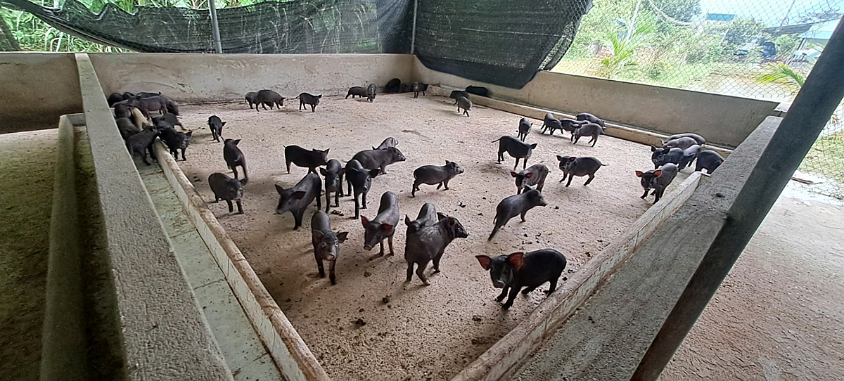 Người dân, HTX Ứng Thìn được hỗ trợ con giống, kỹ thuật, bao tiêu đầu ra để phát triển sản xuất.