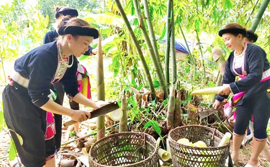 Liên kết chuỗi giúp nông dân, HTX ở Lào Cai tăng thu nhập.