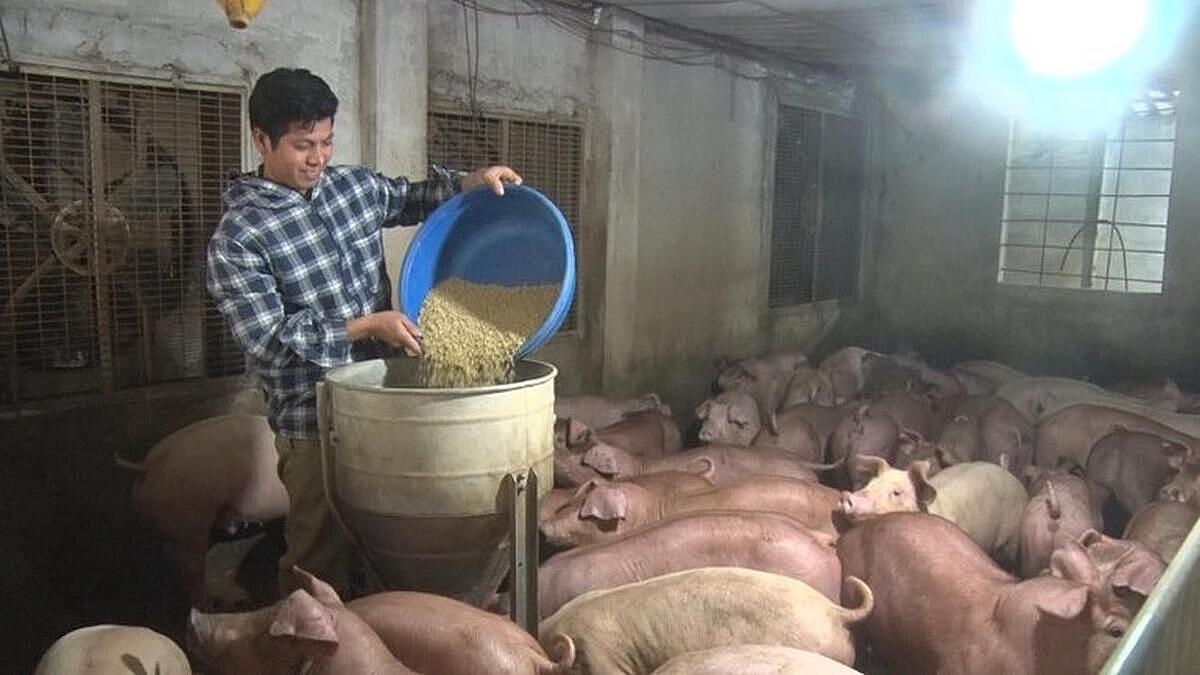 Nhiều HTX phát huy hiệu quả nhờ được hỗ trợ nâng cao năng lực.