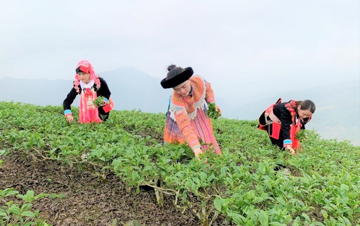 Lào Cai đang đẩy nhanh tốc độ xóa đói giảm nghèo nhờ chuyển biến trong sản xuất nông nghiệp.