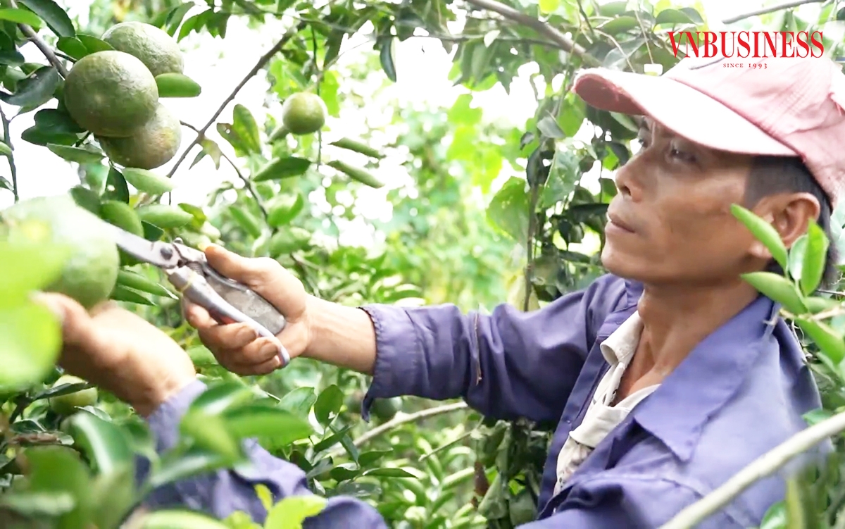 Liên kết thành lập HTX, tổ hợp tác giúp nông dân Vĩnh Long thoát nghèo, làm giàu.