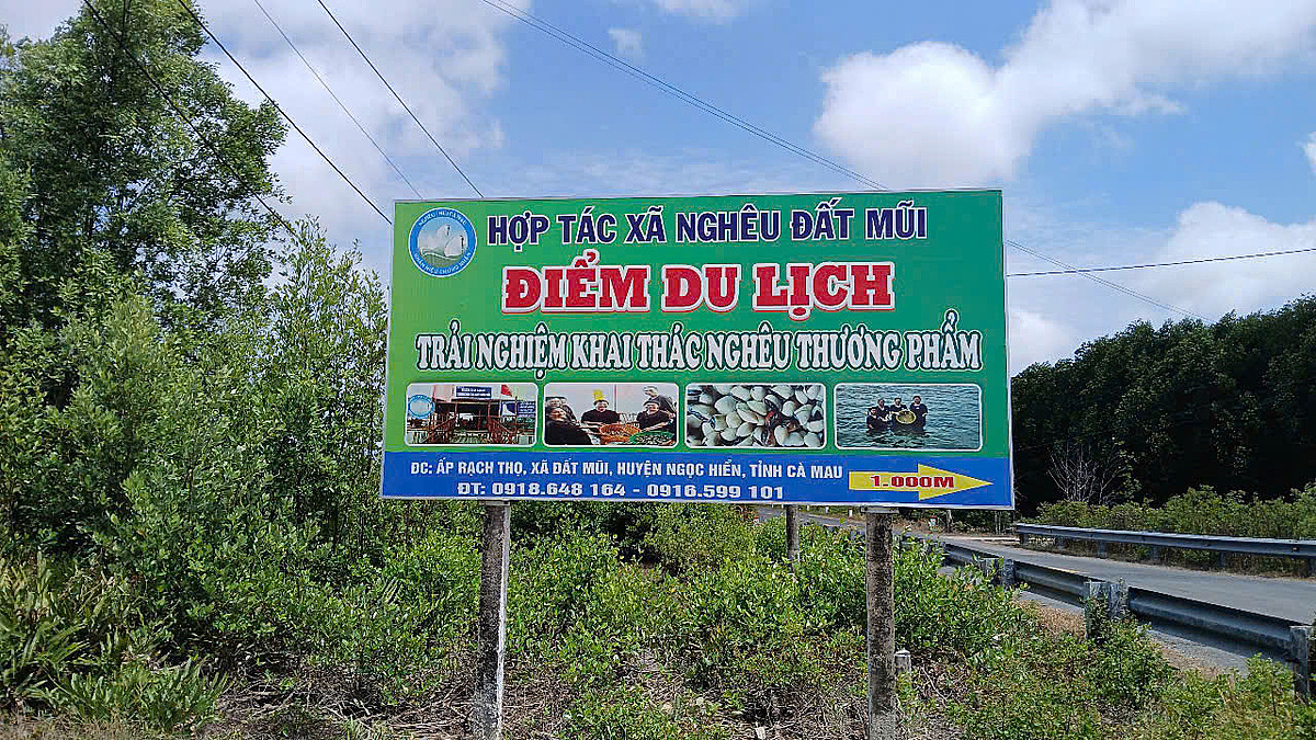 Mỗi hộ tham gia dự án đều ký cam kết không sử dụng hóa chất, áp dụng quy trình nuôi nghêu xen tảo tự nhiên, góp phần bảo vệ rừng ngập mặn, “lá phổi xanh” của Cà Mau.