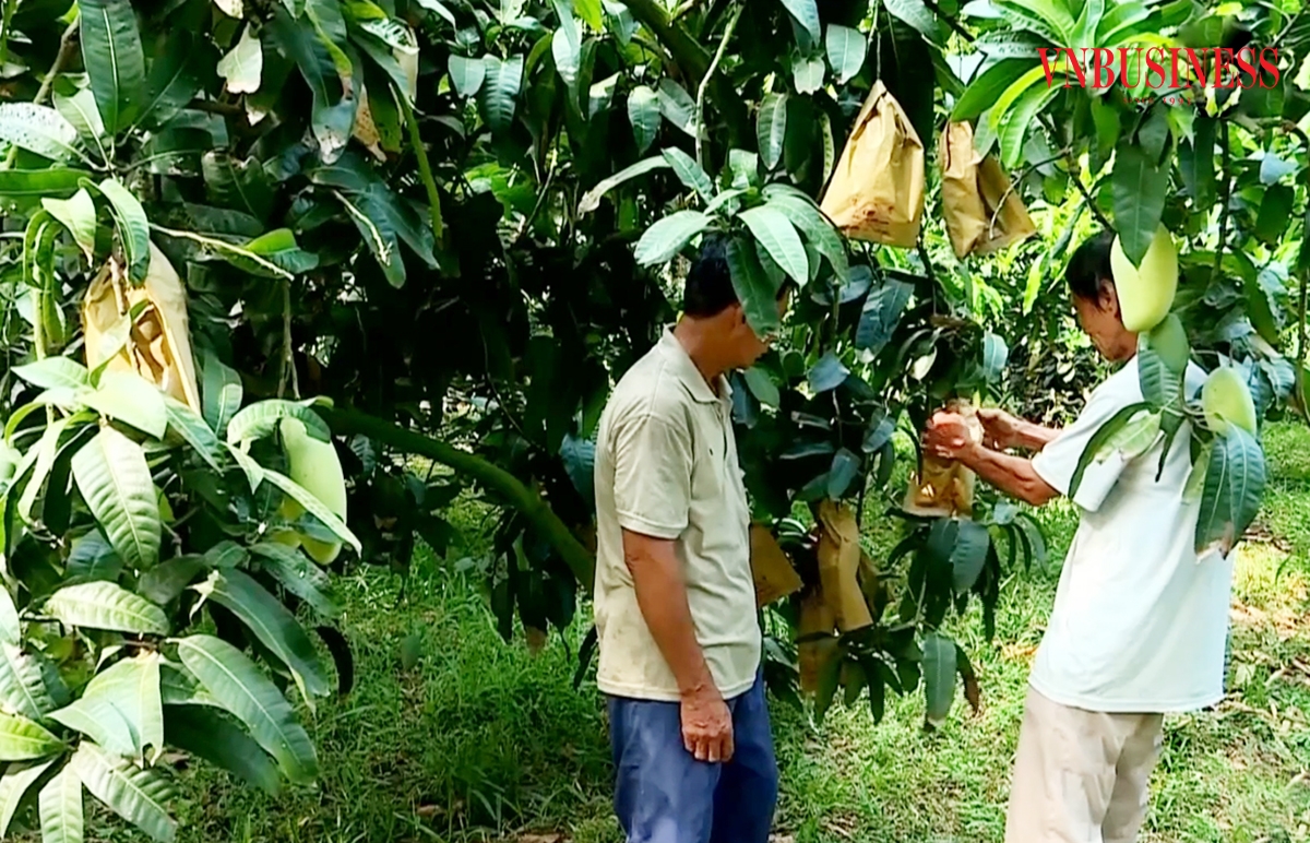 Xoài đang là một trong những cây kinh tế hiệu quả của nông dân, HTX, tổ hợp tác ở Vĩnh Long.