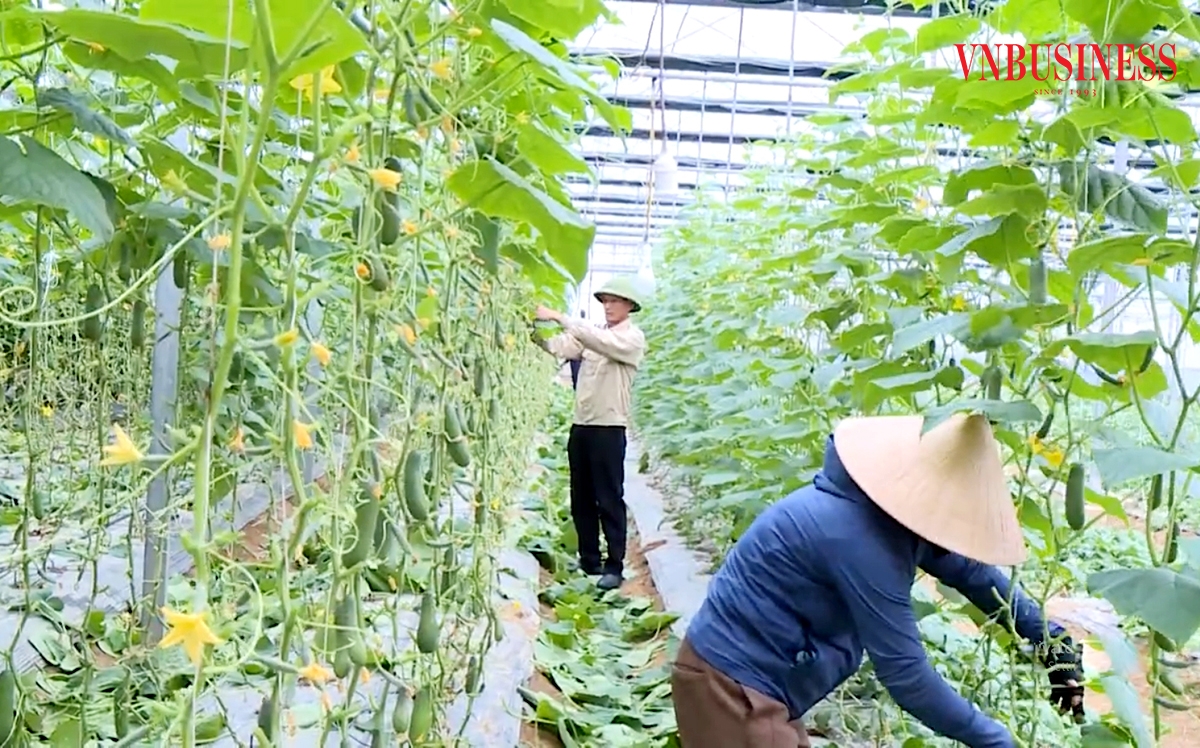 Tư duy sản xuất nông nghiệp của nông dân, HTX ở Hà Tĩnh đang chuyển biến theo hướng hiện đại.