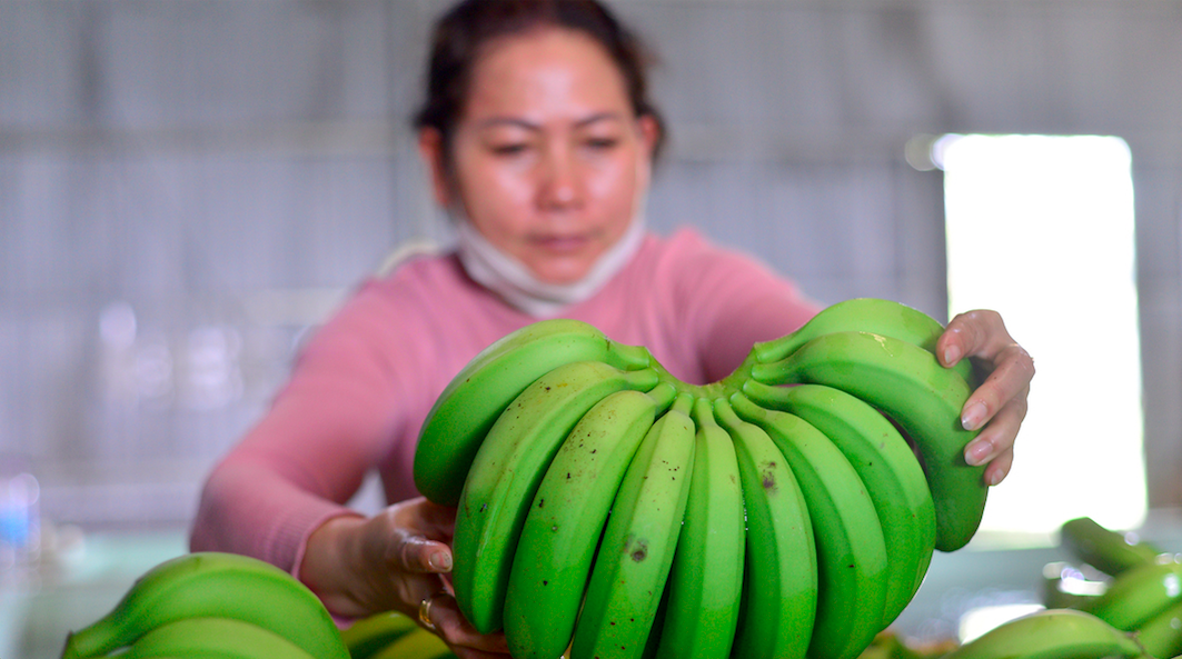 Nhều người dân có thu nhập hàng trăm triệu đồng mỗi năm nhờ liên kết trồng chuối với HTX Laba Banana Đạ K'Nàng.