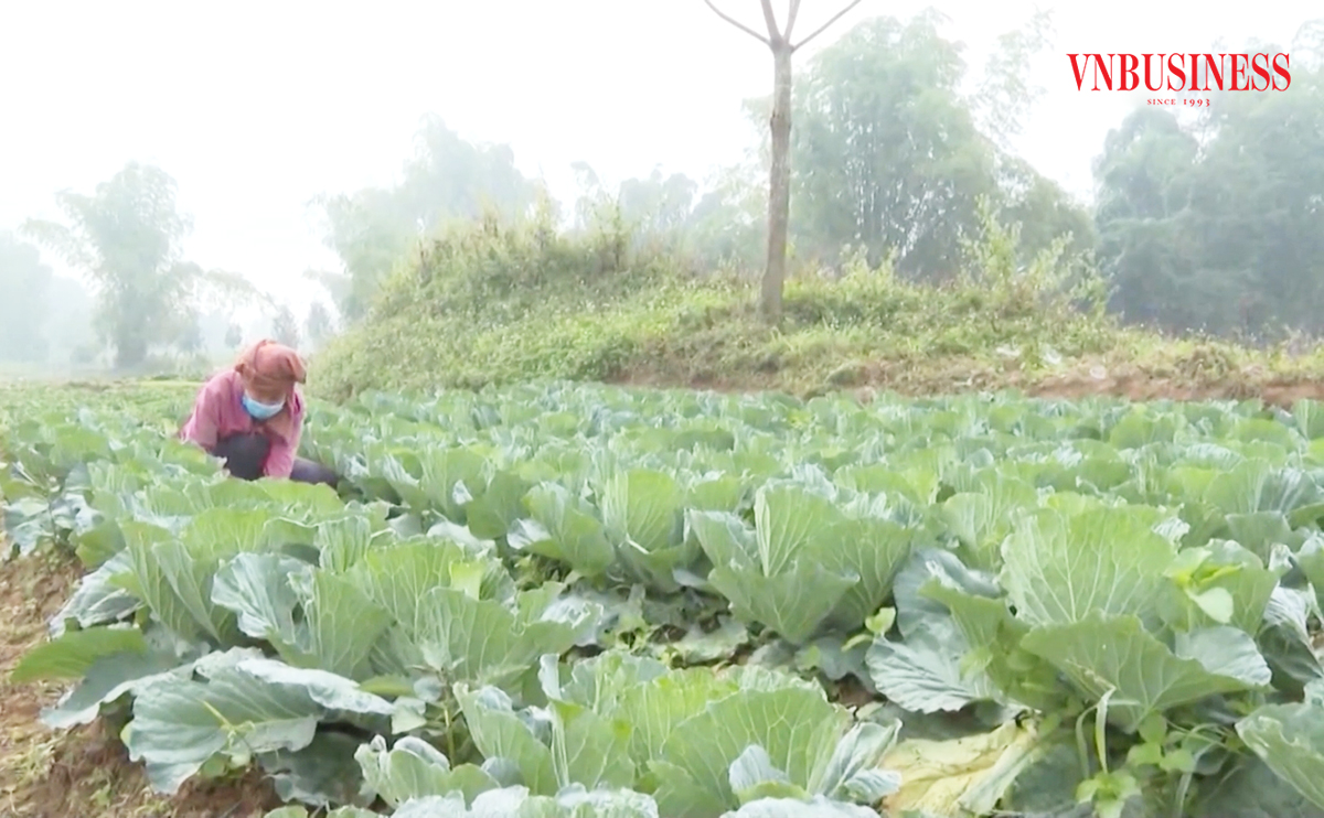 Công cuộc xóa đói giảm nghèo ở Điện Biên đang khởi sắc.