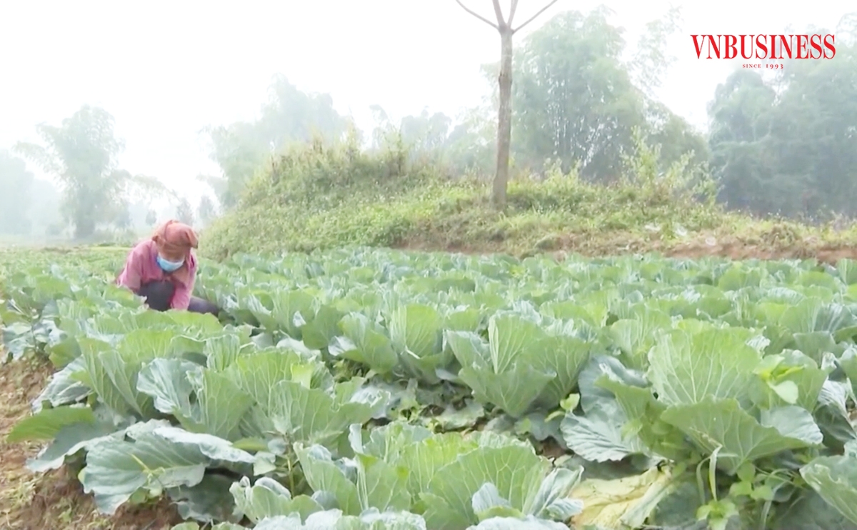 Công cuộc xóa đói giảm nghèo ở Điện Biên đang khởi sắc.