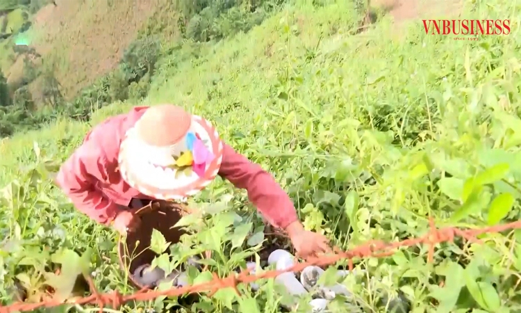 Bức tranh sáng trong hành trình xóa đói giảm nghèo bền vững ở Điện Biên