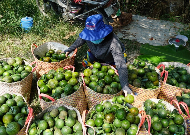 HTX từ sản xuất 'mơ hồ' đến minh bạch nhờ bản đồ nông sản số
