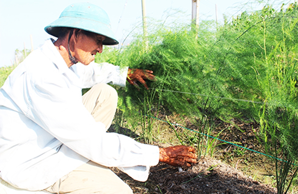 Các HTX góp phần thúc đẩy sản phẩm thế mạnh tỉnh Khánh Hòa.