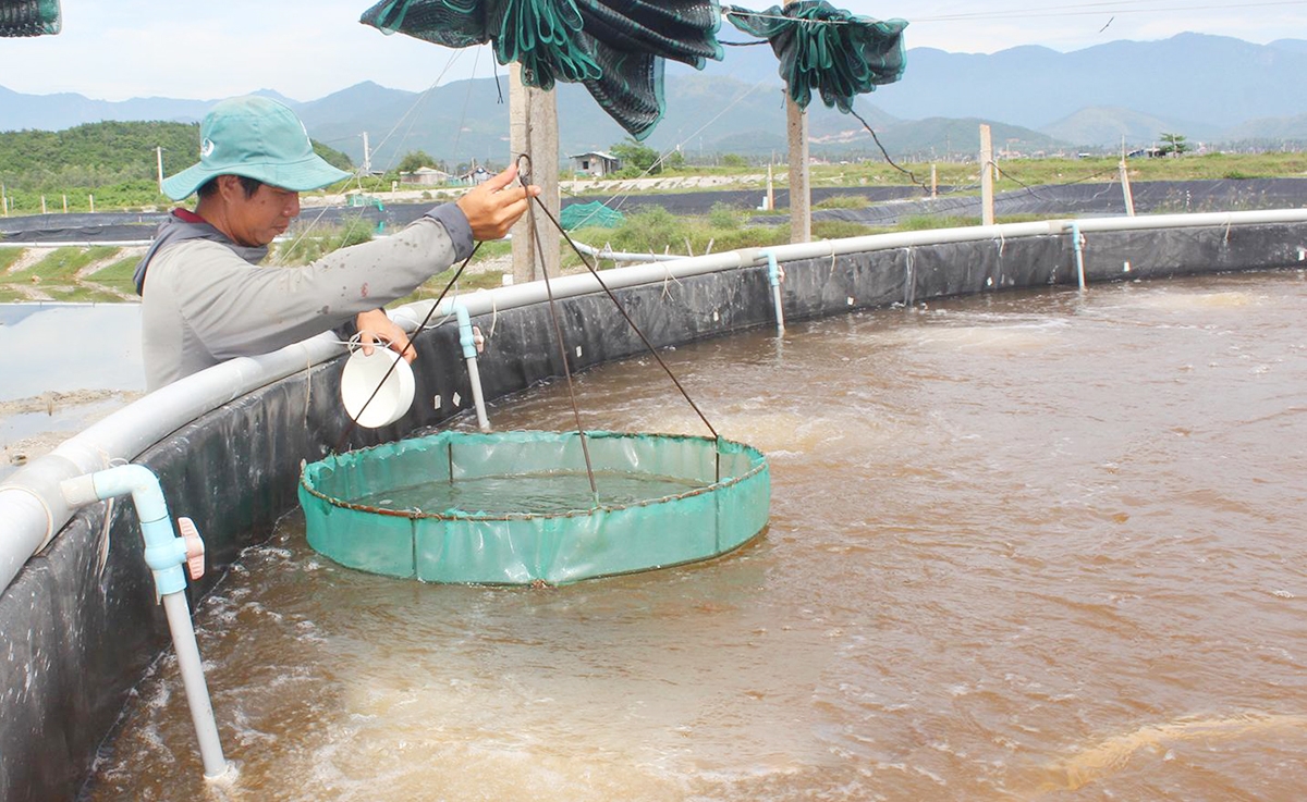 Hiệu quả nông nghiệp là điểm tựa xây dựng nông thôn mới tỉnh Khánh Hòa.