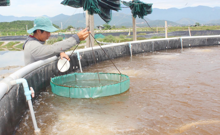 Hiệu quả nông nghiệp là điểm tựa xây dựng nông thôn mới tỉnh Khánh Hòa.