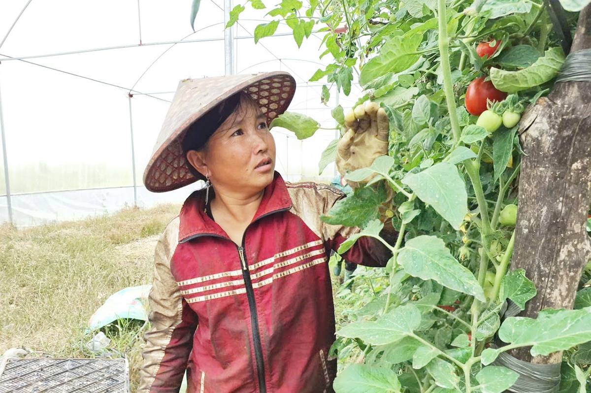 Hiệu quả sản xuất giúp nông dân Lai Châu thoát nghèo.