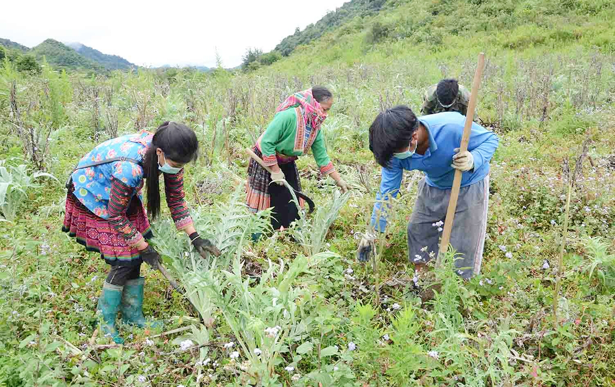 Hành trình xóa đói giảm nghèo ở Lai Châu có dấu ấn đậm nét của các HTX.