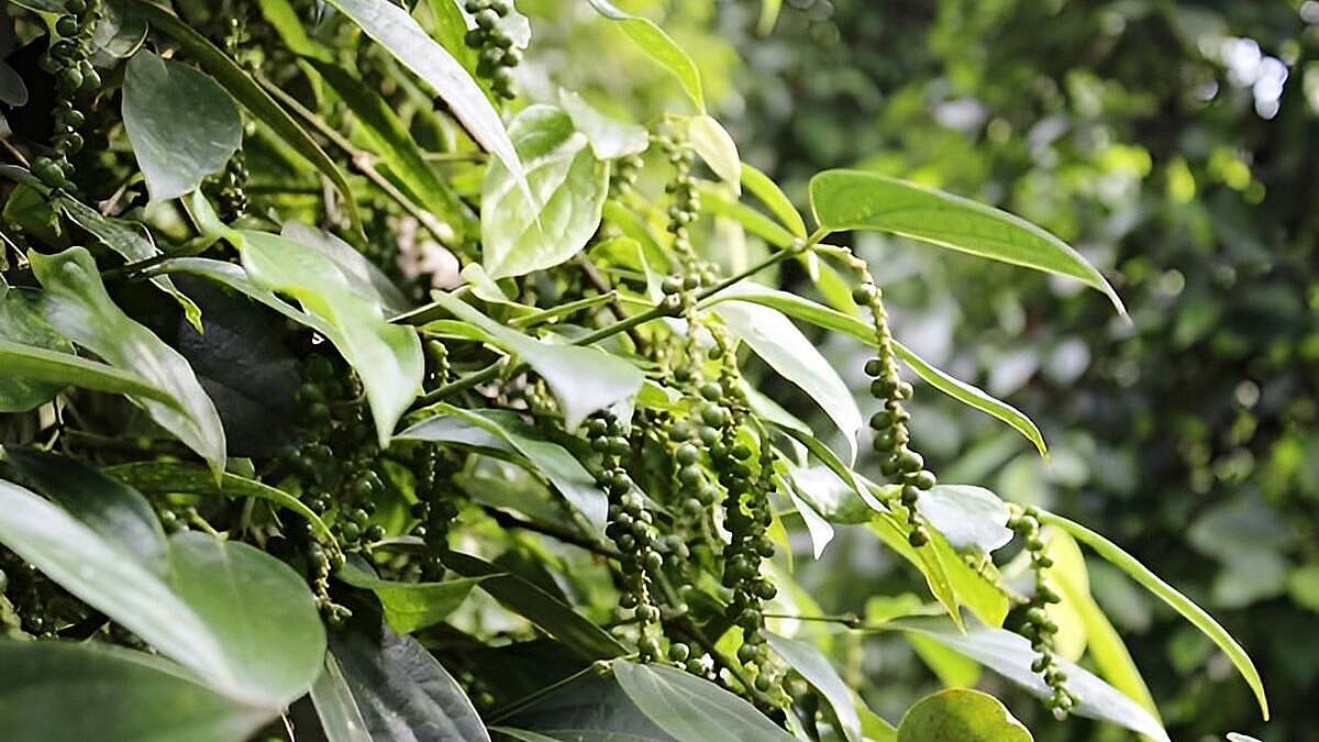 Nhu cầu hồ tiêu vẫn được dự báo tăng tạo điều kiện cho mặt bằng giá trong nước.