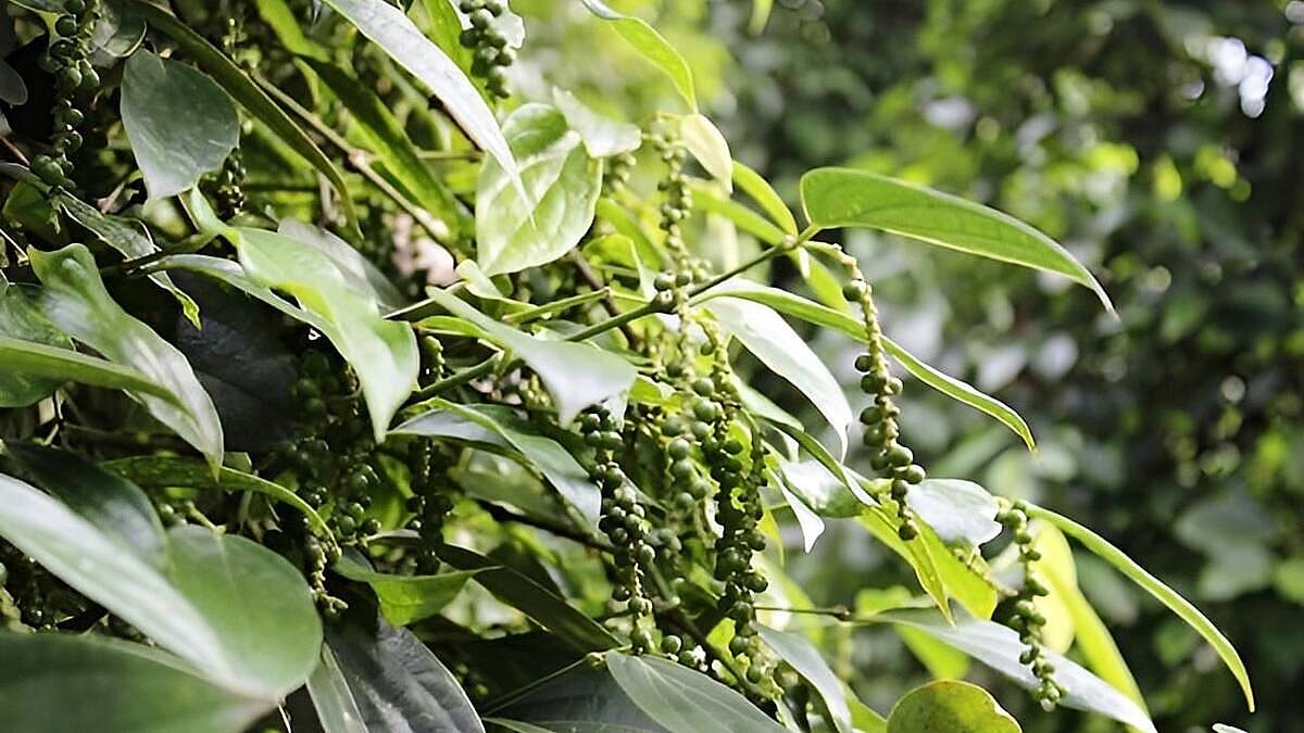 Nhu cầu hồ tiêu vẫn được dự báo tăng tạo điều kiện cho mặt bằng giá trong nước.