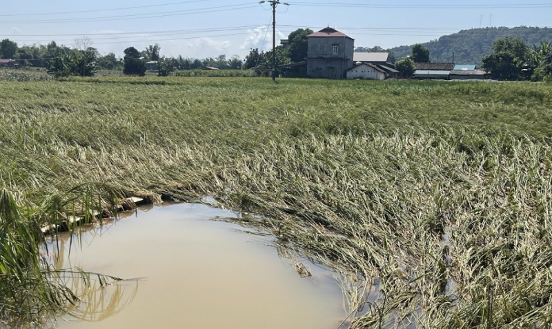Nhiều diện tích hoa màu của người dân và HTX trên địa bàn tỉnh Thái Nguyên bị ngập và hư hỏng nặng.