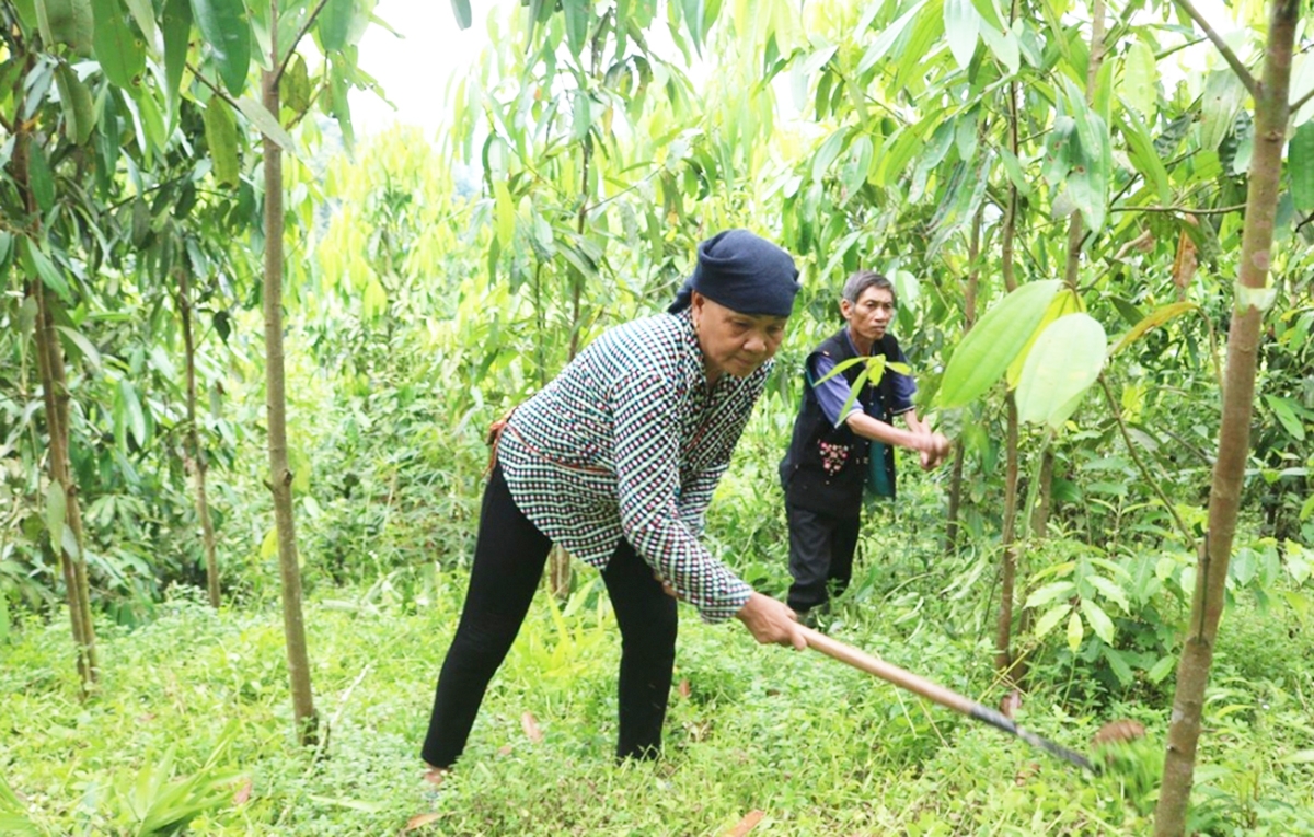 Quế đang dần trở thành loại cây xóa đói giảm nghèo, giúp người dân làm giàu ở Cao Bằng.