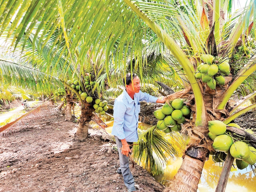 Hỗ trợ người dân, thành viên HTX chuyển đổi hữu cơ nhận được sự quan tâm của hệ thống Liên minh HTX Việt Nam.