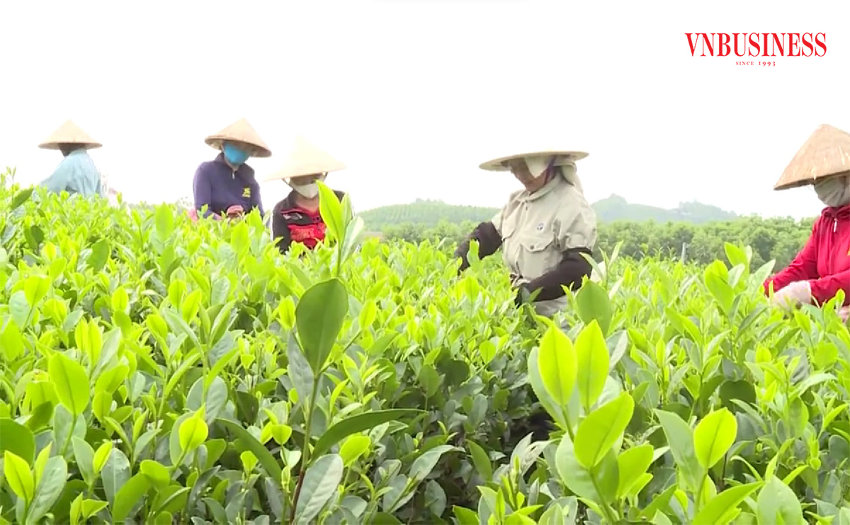 Thái Nguyên có nhiều cây trồng thế mạnh được gắn sao OCOP.