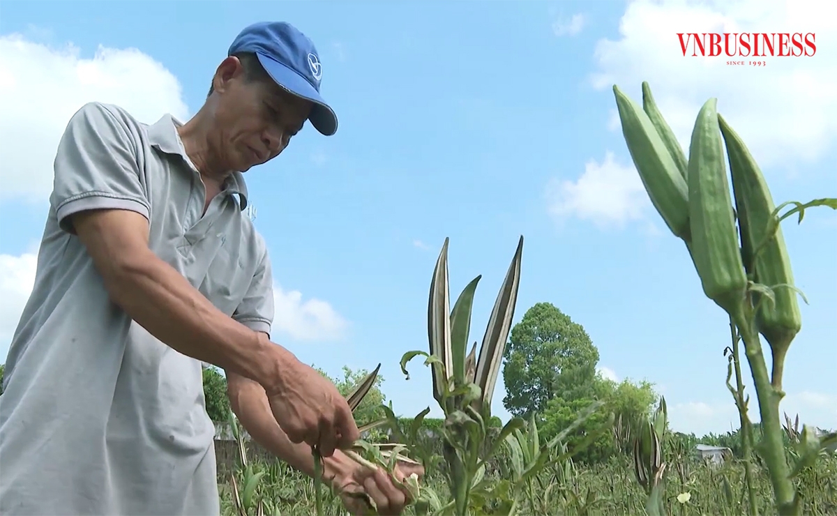 Hiệu quả trong sản xuất giúp các địa phương tỉnh An Giang đẩy nhanh xóa đói giảm nghèo, phát triển kinh tế.