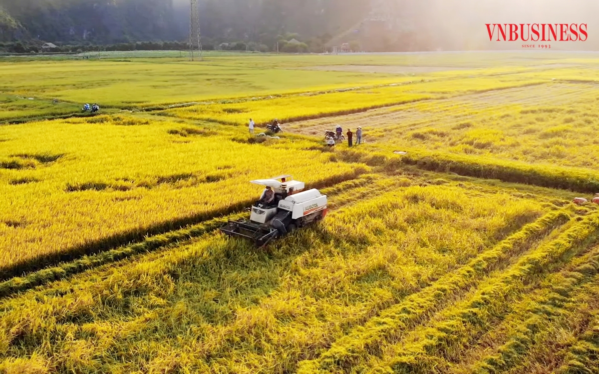 Liên kết sản xuất theo chuỗi là chìa khóa tăng thu nhập của các HTX, nông dân Ninh Bình.