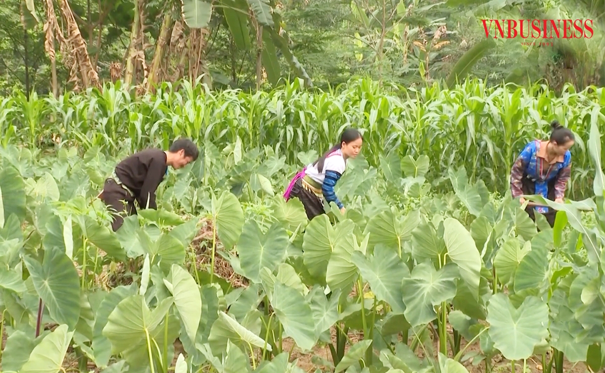 Cây khoai sọ đang mở ra hướng thoát nghèo cho nhiều hộ dân vùng cao tỉnh Lào Cai.