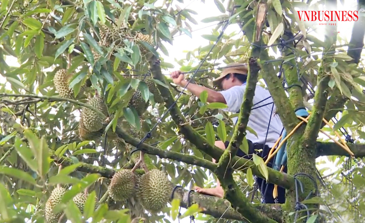 Nông nghiệp nông thôn tỉnh Lâm Đồng chuyển biến tích cực, hiệu quả cao.