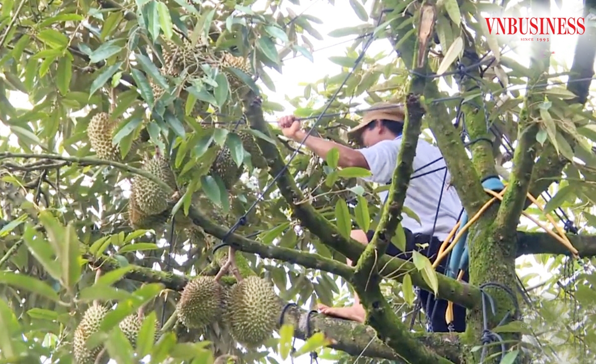 Nông nghiệp nông thôn tỉnh Lâm Đồng chuyển biến tích cực, hiệu quả cao.