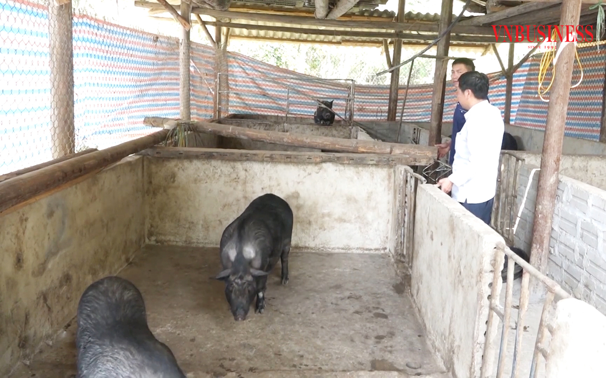 Chăn nuôi lợn đen tạo sinh kế bền vững cho người dân Tuyên Quang.
