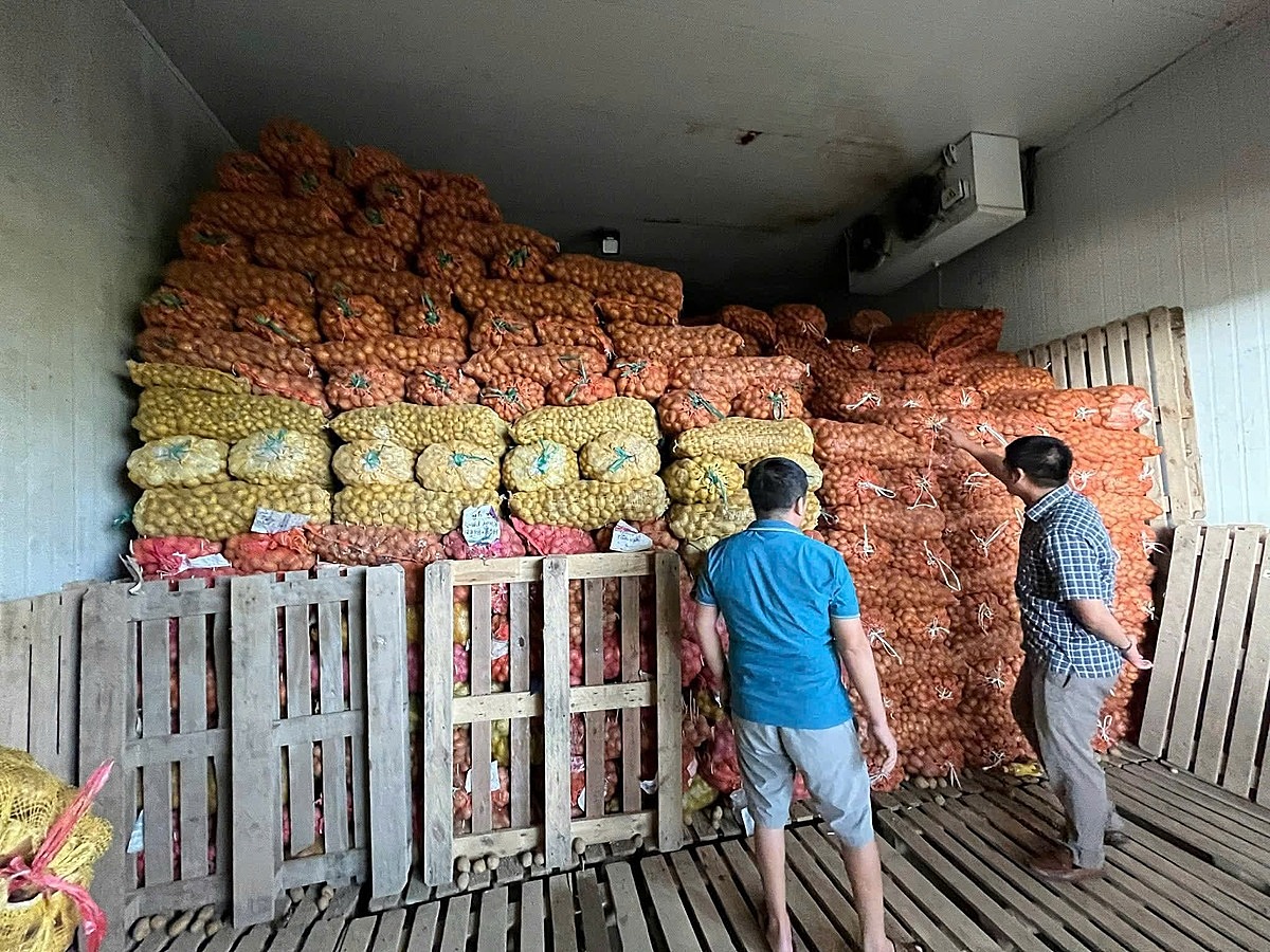 Một góc kho khoai tây giống mà HTX Thụy Hương chuẩn bị cung cấp cho người dân.