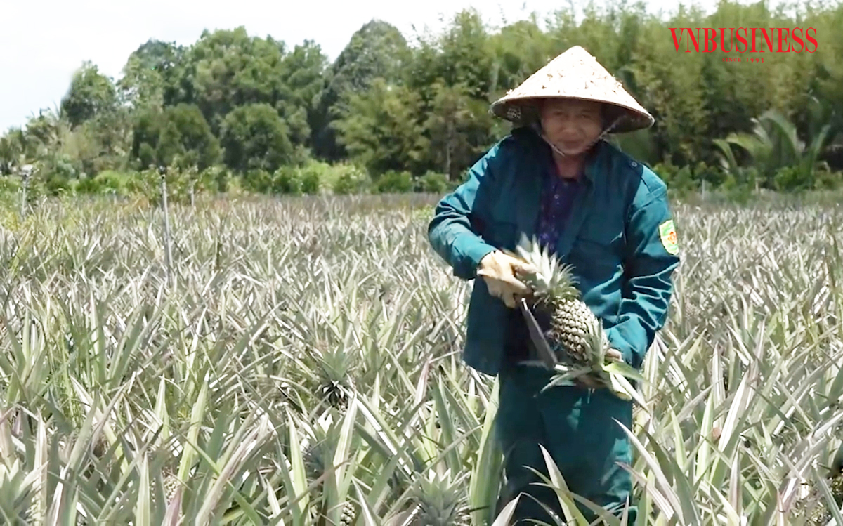 Kết hợp sản xuất sáng tạo giúp HTX, nông dân An Giang thoát nghèo, làm giàu.