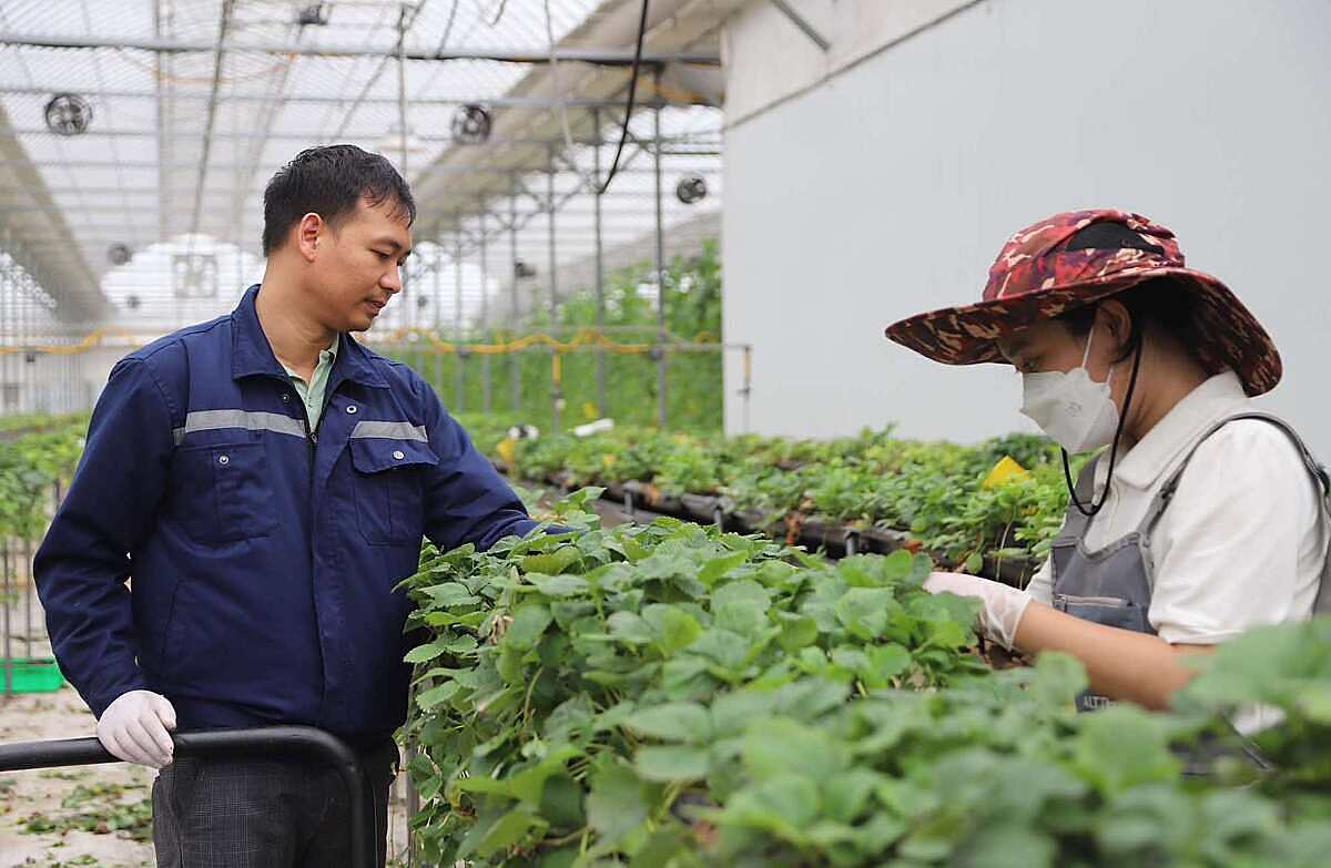 HTX Chúc Sơn có những giải pháp để cung ứng được rau màu với giá phù hợp trong mùa mưa bão.