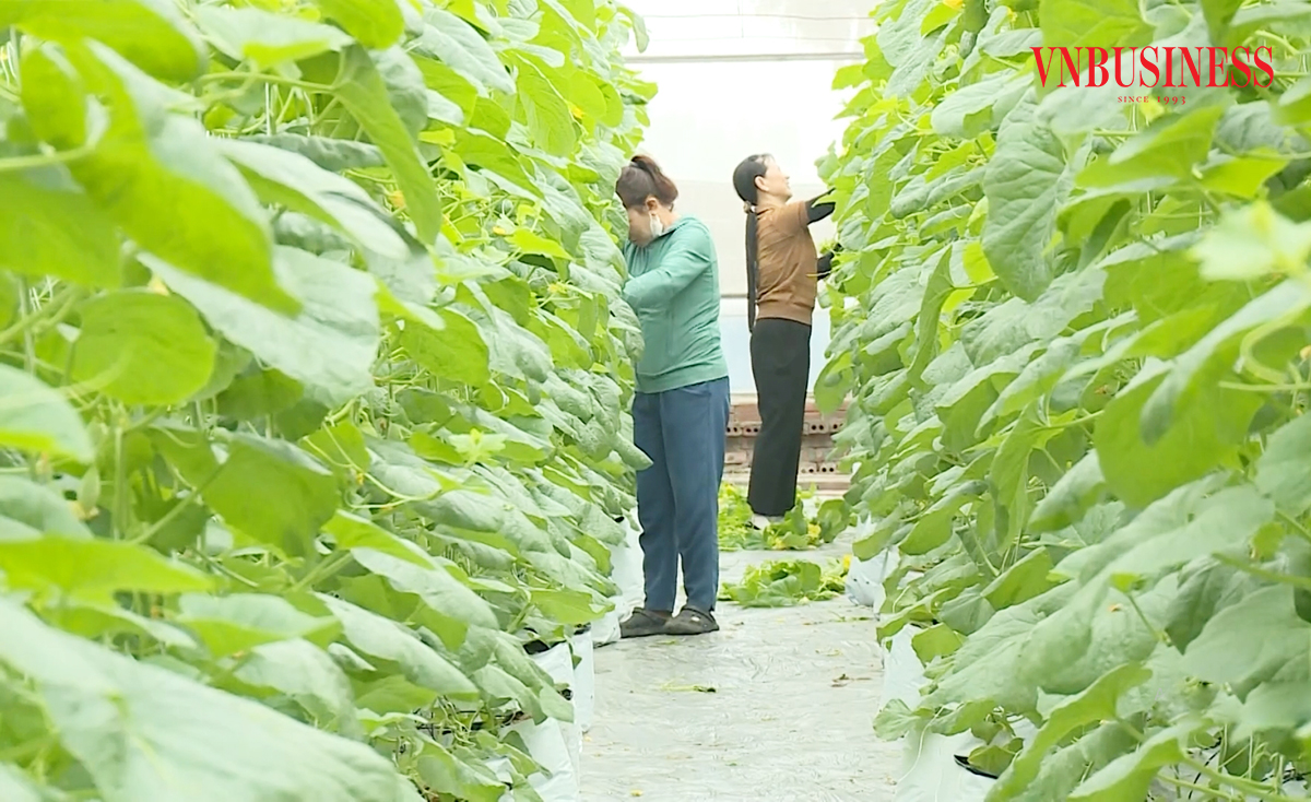 Sản xuất nông nghiệp vùng nông thôn Phú Thọ đang chuyển biến mạnh.