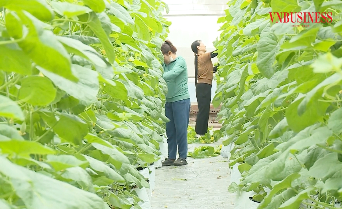 Sản xuất nông nghiệp vùng nông thôn Phú Thọ đang chuyển biến mạnh.