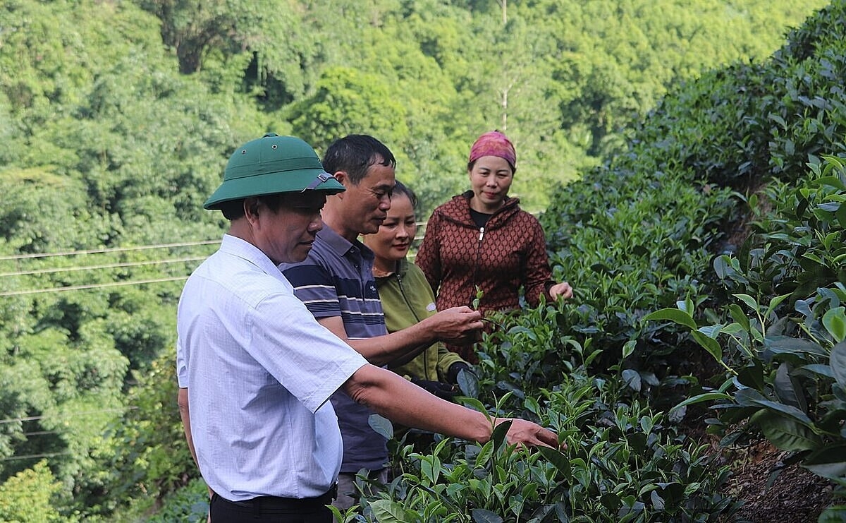 Nhiều HTX đã tiếp cận được nguồn vốn để phát triển sản xuất.