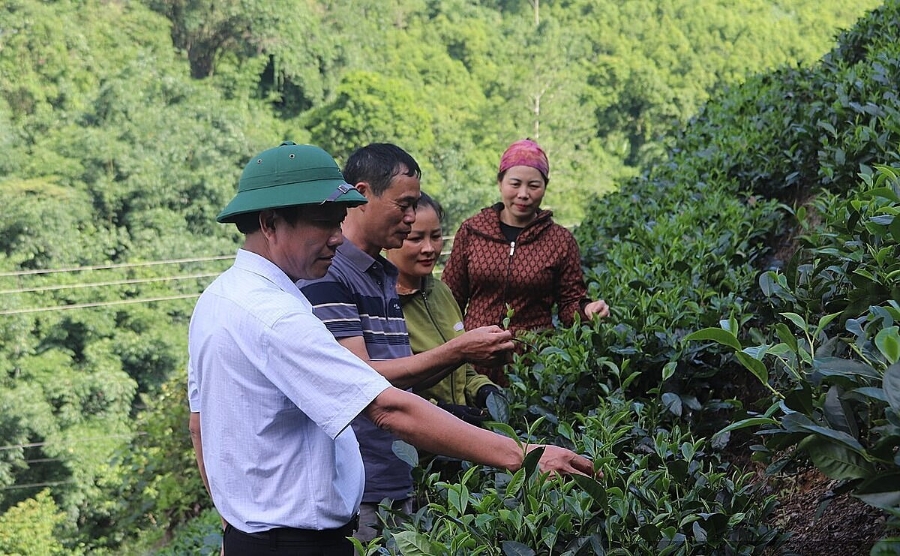 Nhiều HTX đã tiếp cận được nguồn vốn để phát triển sản xuất.