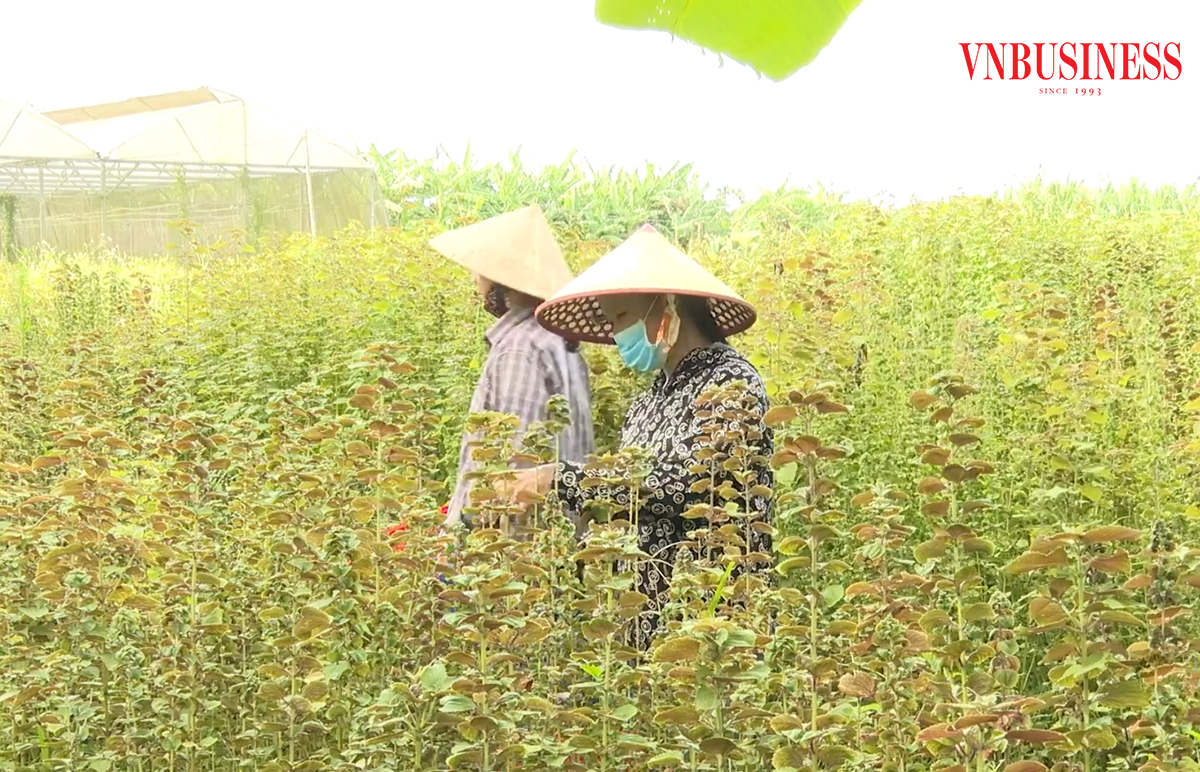 Chuyển biến trong nông nghiệp là nền tảng xây dựng nông thôn mới ở Quảng Trị.