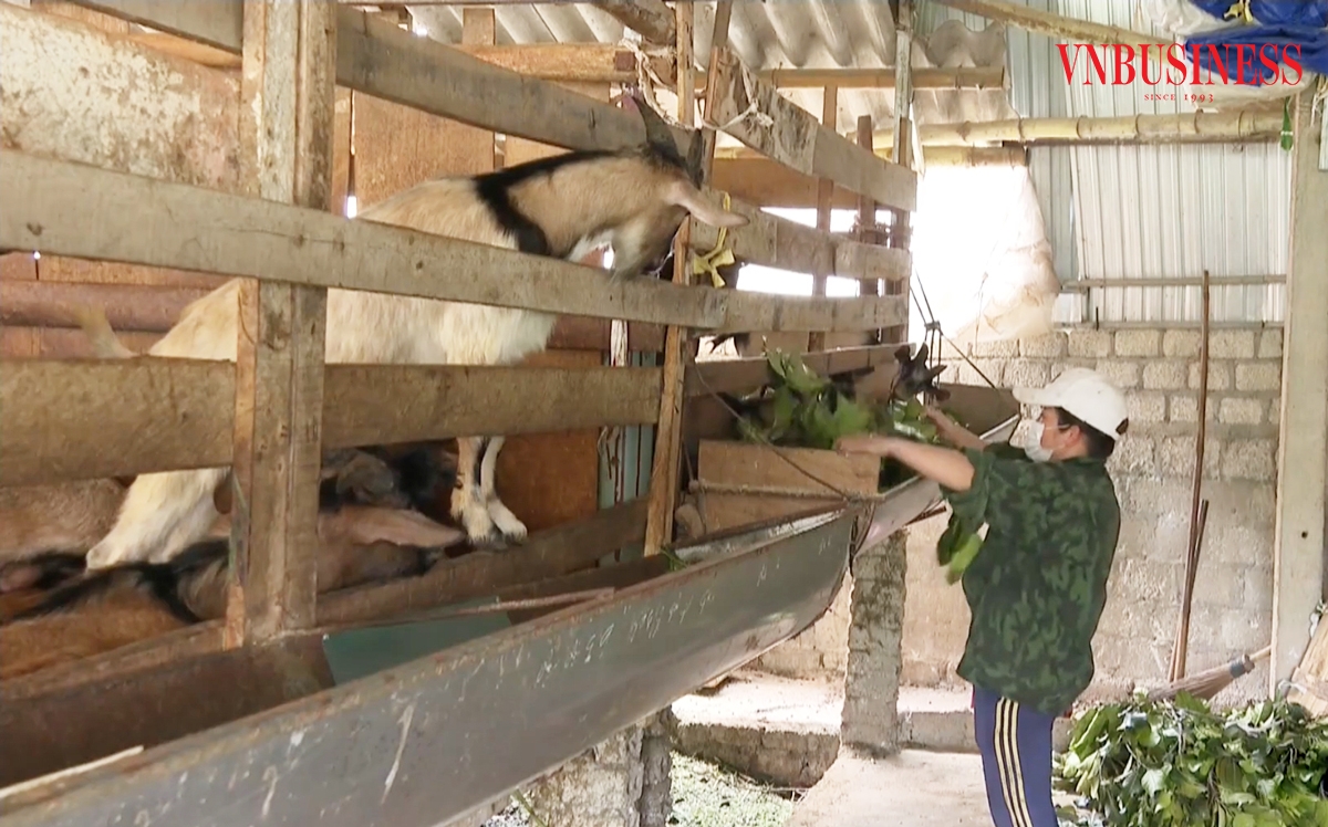 Nhiều mô hình sinh kế giúp người dân thoát nghèo ở Nghệ An.